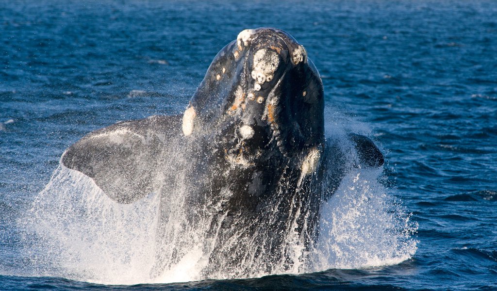 Polish software provides ‘facial’ recognition of whales