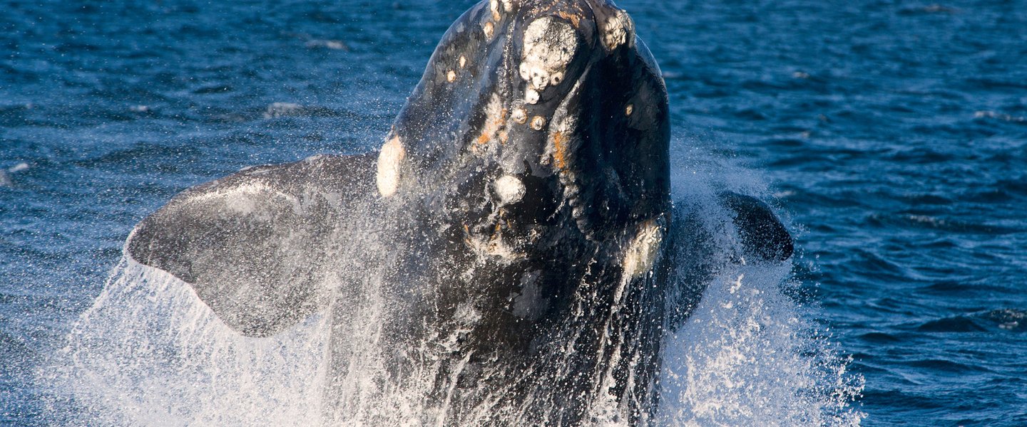 Polish software provides ‘facial’ recognition of whales