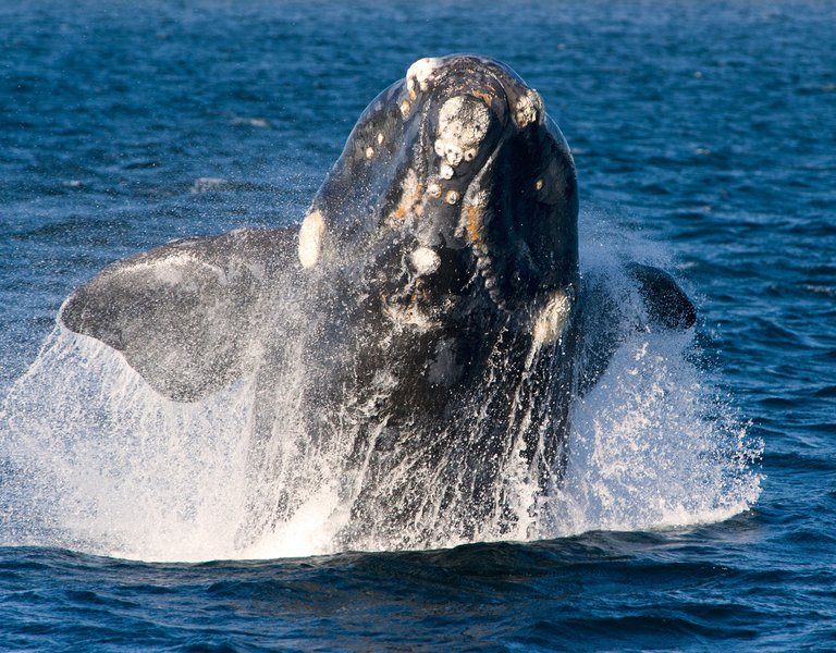 Polish software provides ‘facial’ recognition of whales