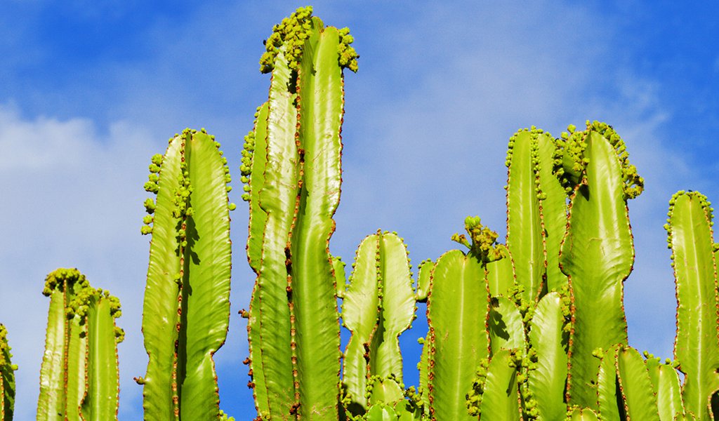 Cactus field in Pomerania