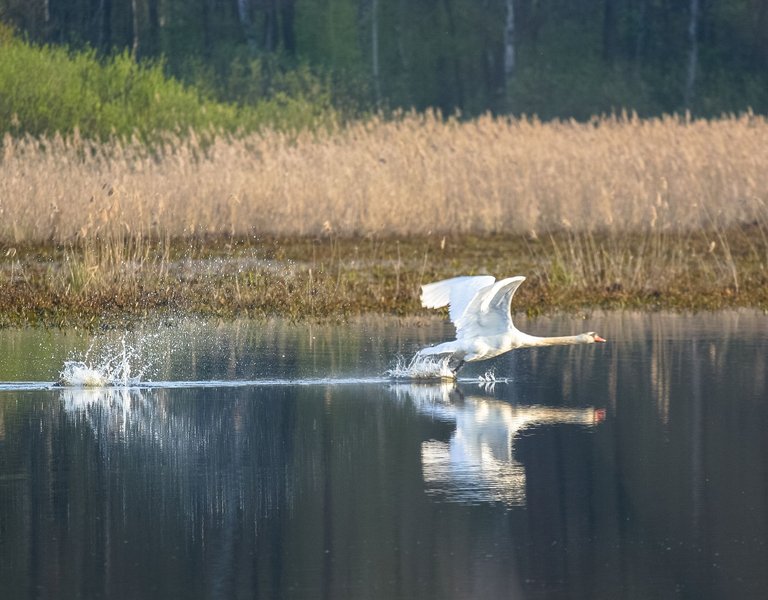 Polesie National Park