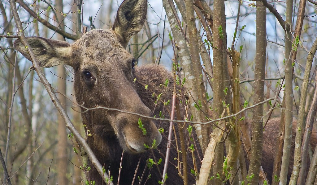 Survivors - Animals that Survived Thanks to Polish Naturalists