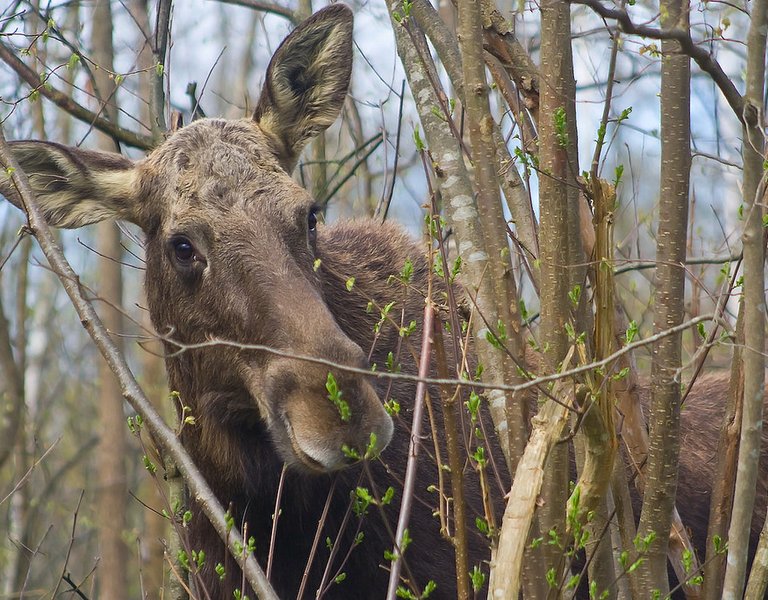 Survivors - Animals that Survived Thanks to Polish Naturalists