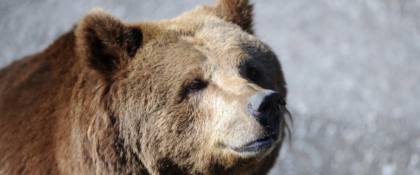 Orchards for bears in Bieszczady Mountains