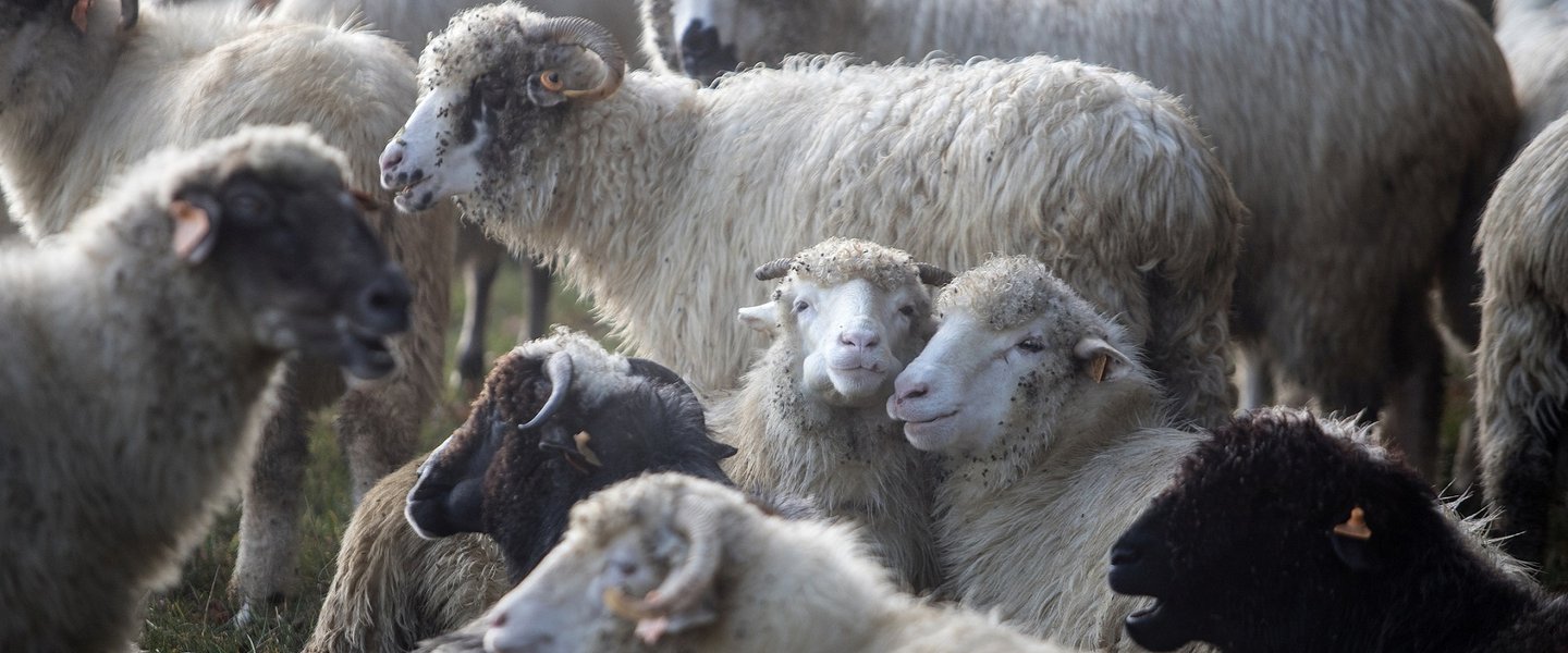 The magic of Poland’s highland cheeses