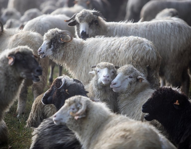 The magic of Poland’s highland cheeses