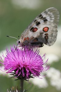 The Apollo butterfly