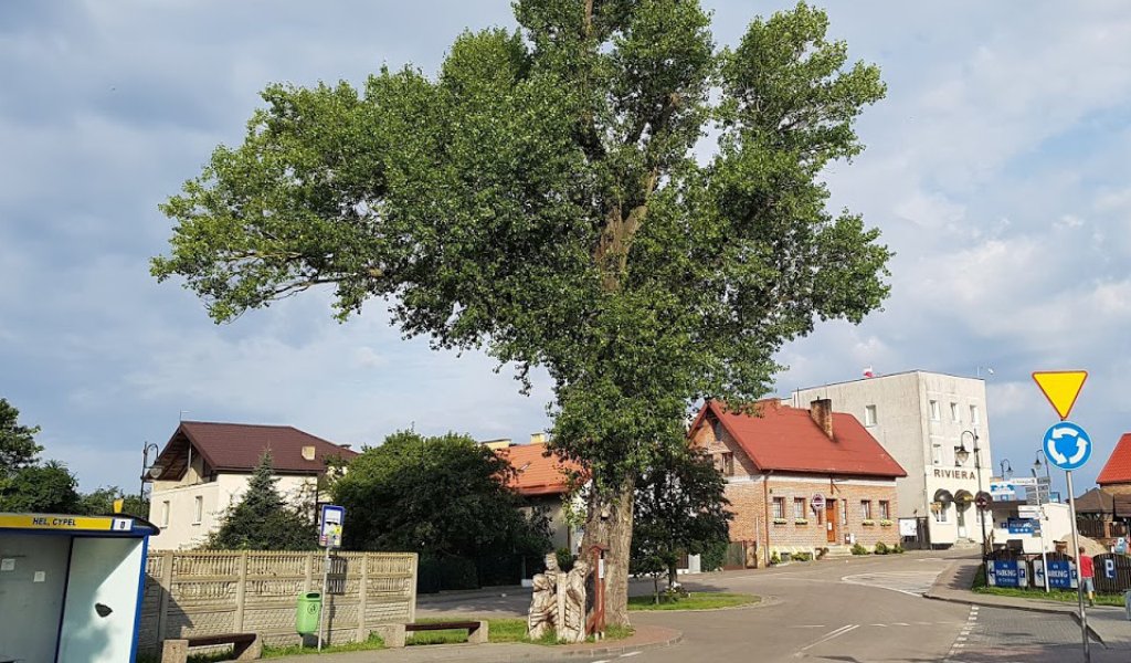 Polish poplar in race for European Tree of the Year title