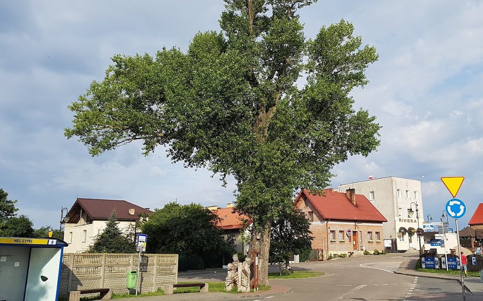 Polish poplar in race for European Tree of the Year title