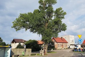 Polish poplar in race for European Tree of the Year title