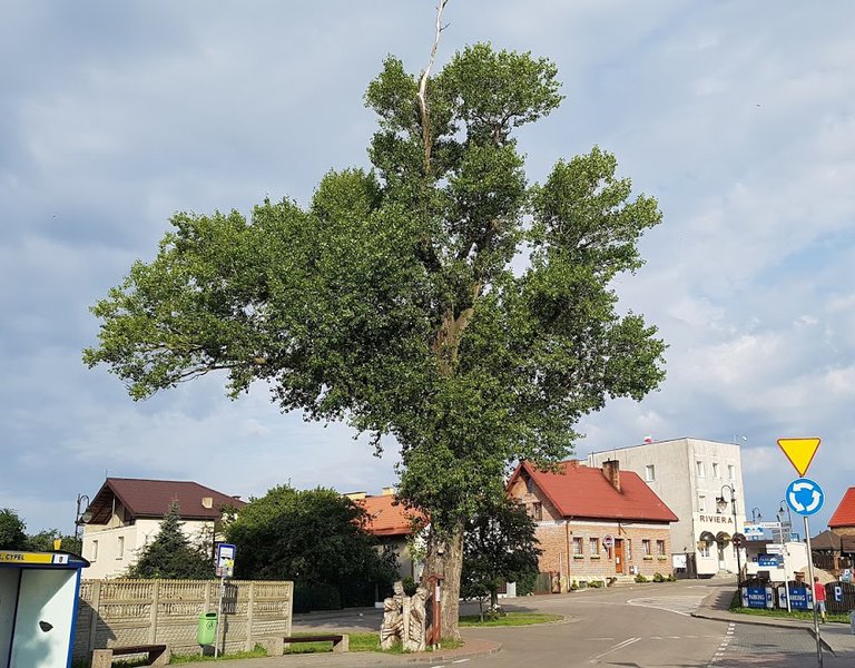 Polish poplar in race for European Tree of the Year title