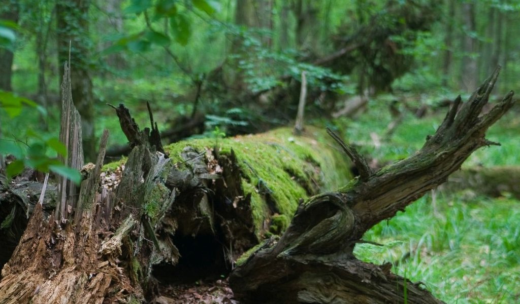 Białowieża Forest