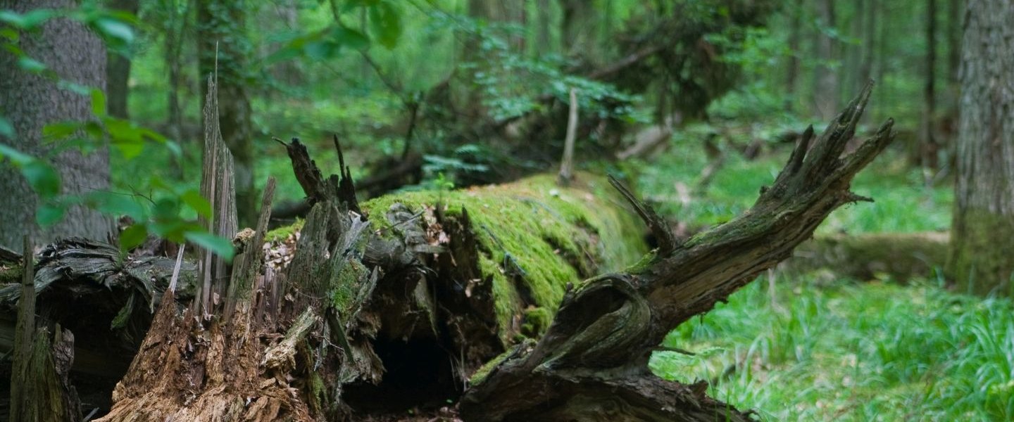 Białowieża Forest