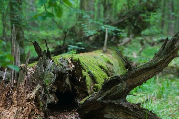 Puszcza Białowieska - Białowieża Forest