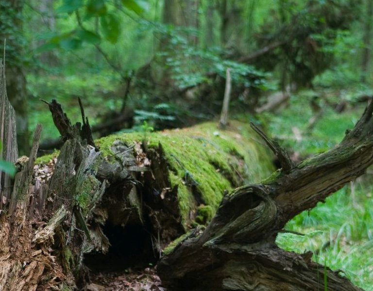 Białowieża Forest