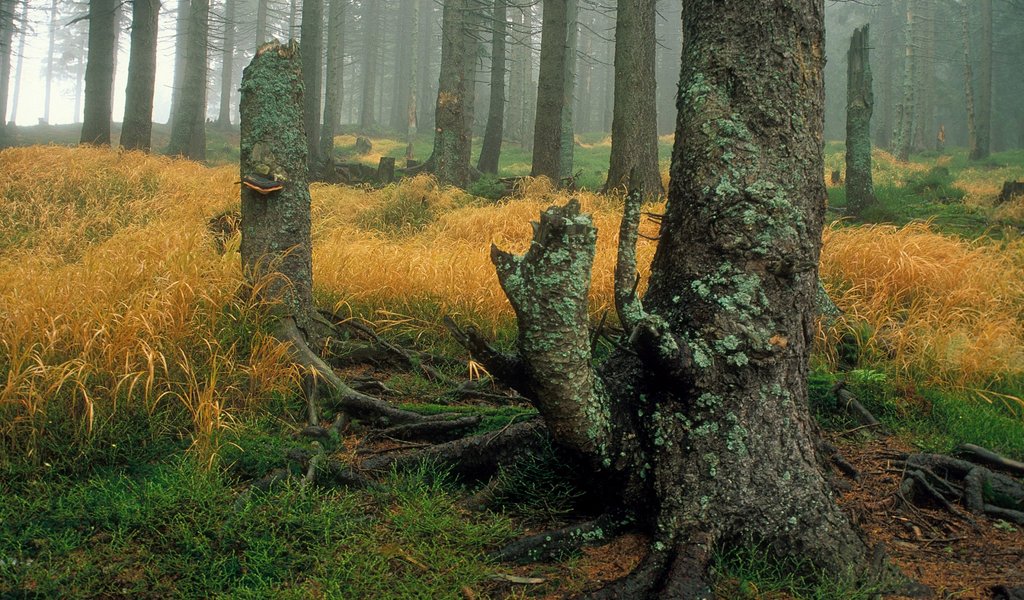 Gorce National Park