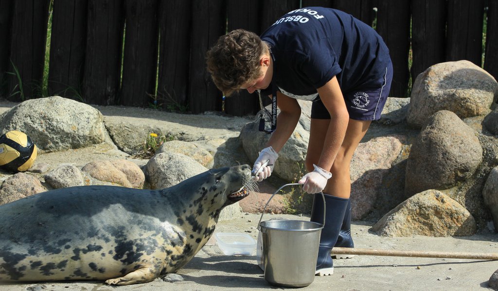 More seals in the Baltic Sea!