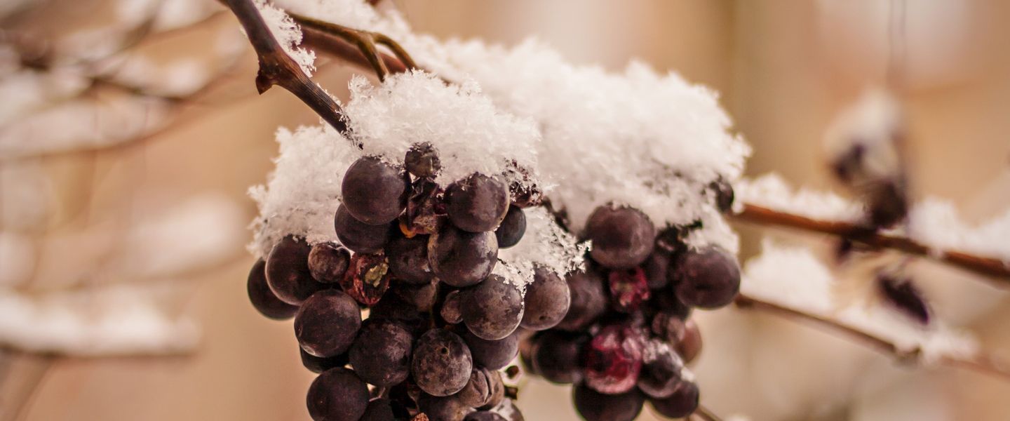 Айсвайн виноград лед