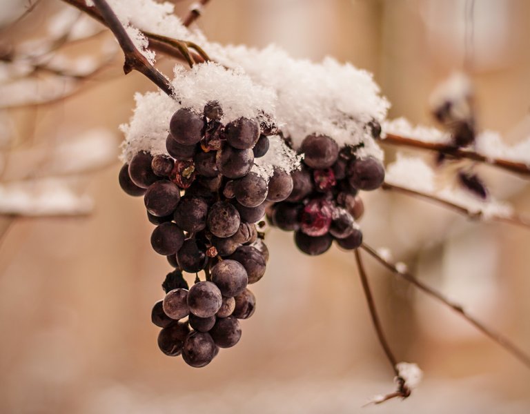 Wine frozen on a vine