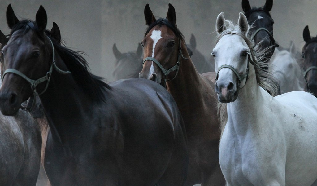 Arabian Horses – the pride of Poland