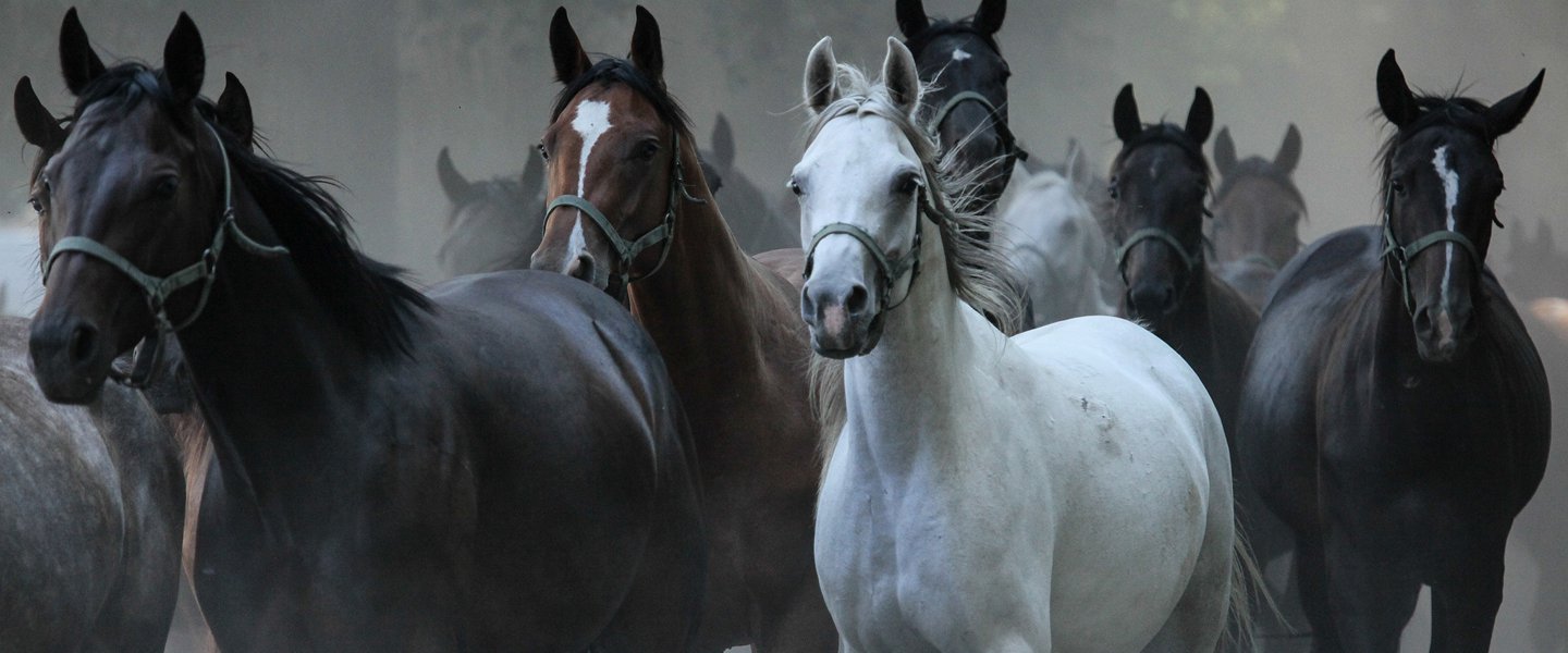 Arabian Horses – the pride of Poland