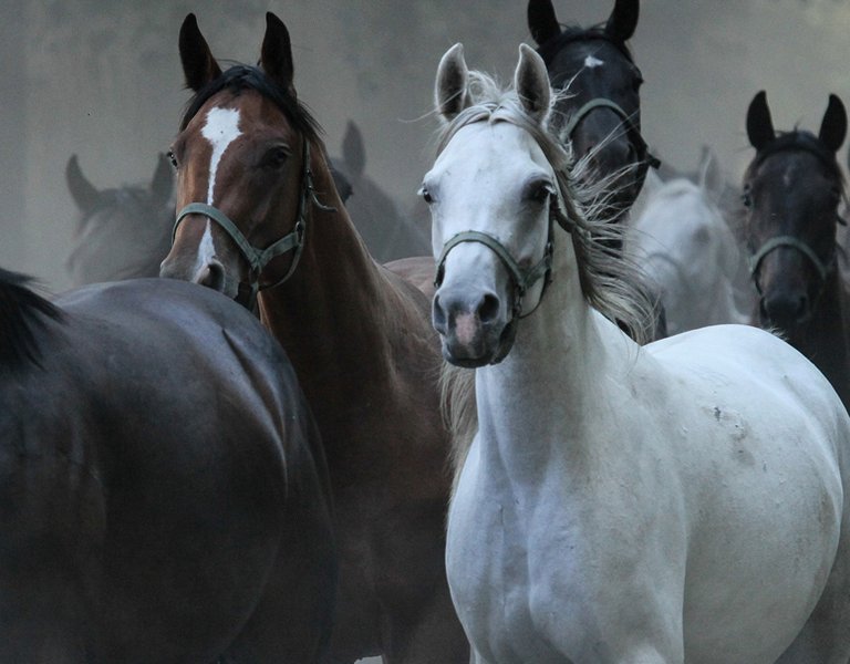 Arabian Horses – the pride of Poland