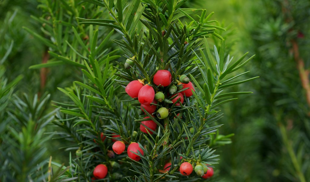 Poland's oldest yew tree