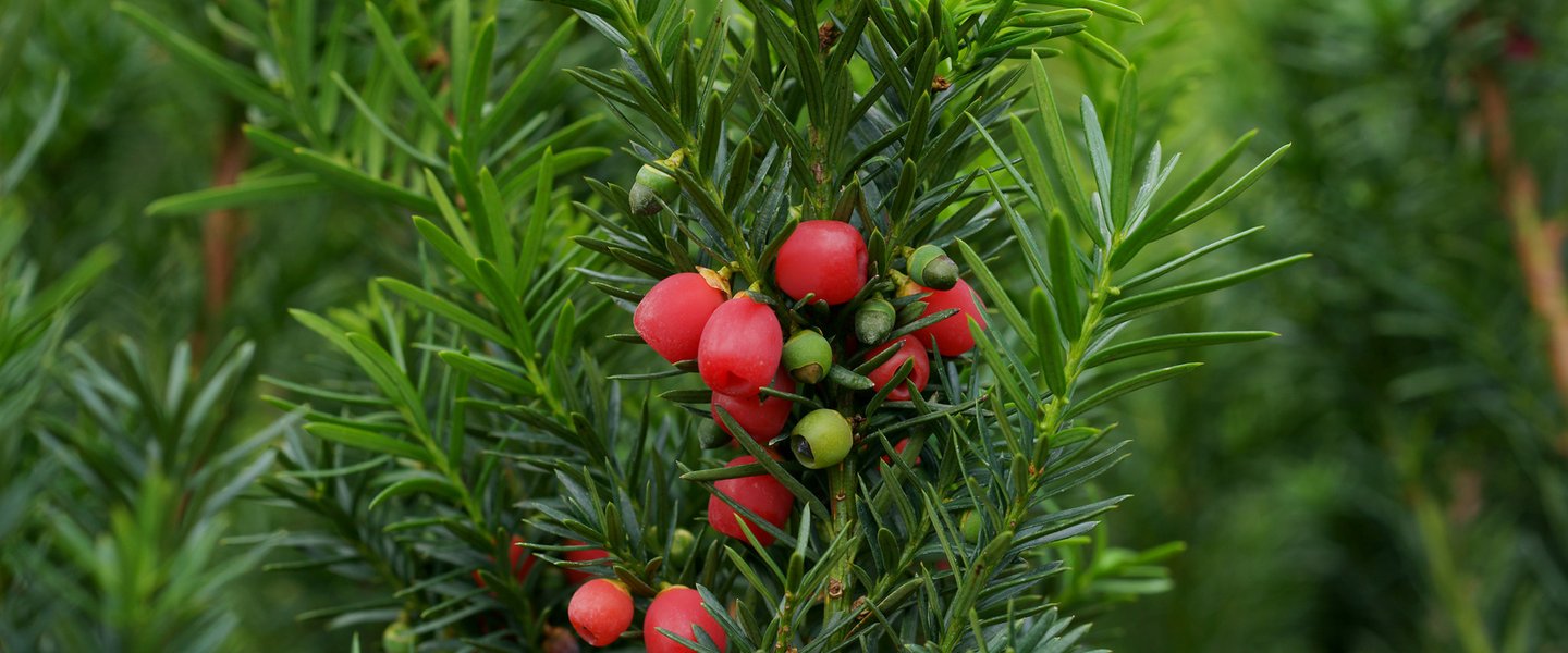 Poland's oldest yew tree