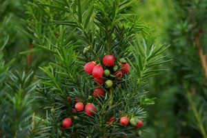 Poland's oldest yew tree