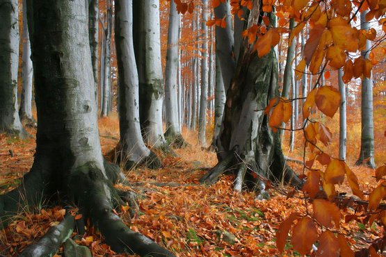 Beskid Mountains