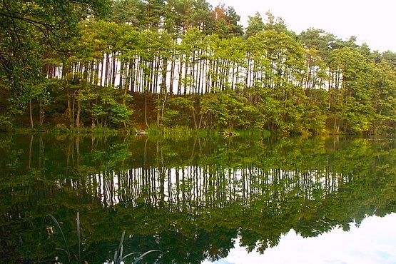 Notecka Forest, Lake Kubek