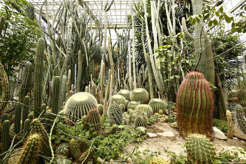 The Poznan Palm House