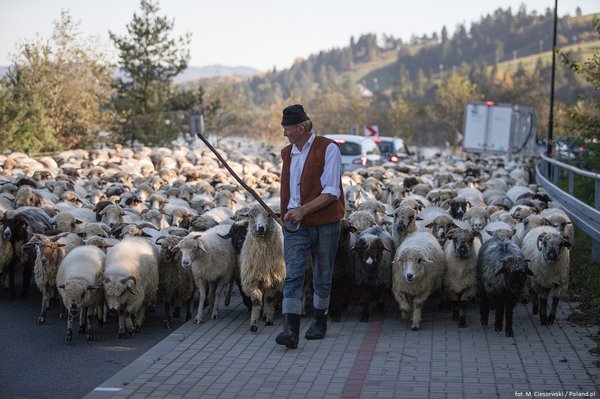 Sheep coming down from the mountains in the autums