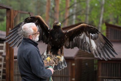 Falcon center in Podlasie Muzeum