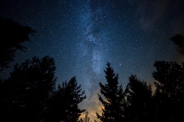 Milky Way over the Forest