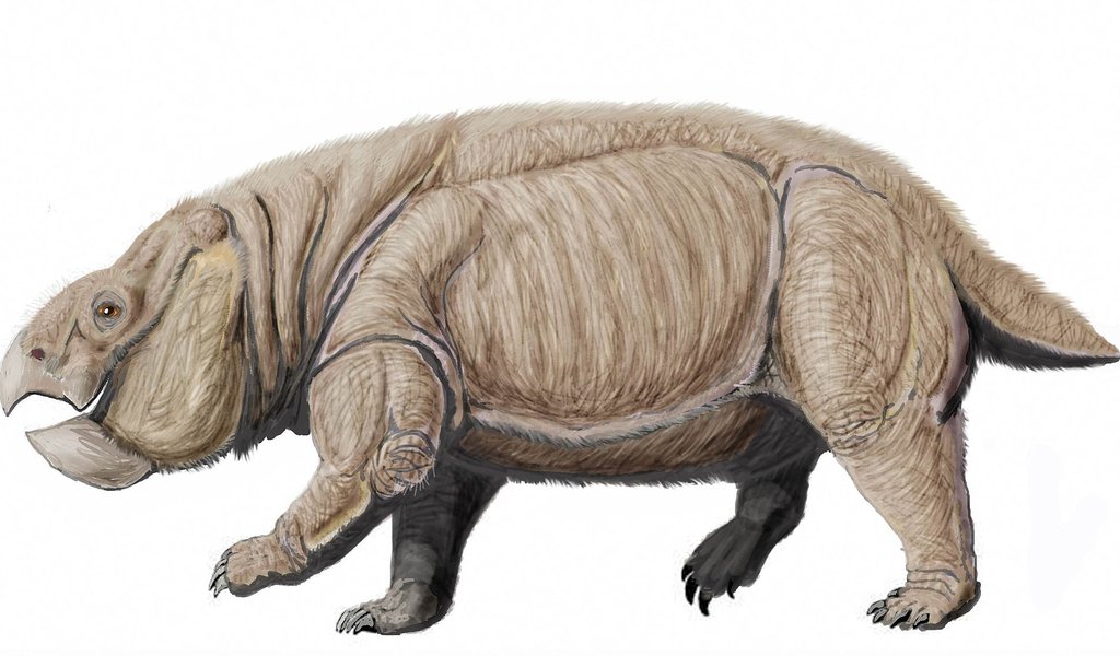 The largest known mammal-like reptile lived in Silesia