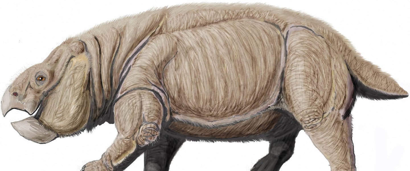 The largest known mammal-like reptile lived in Silesia