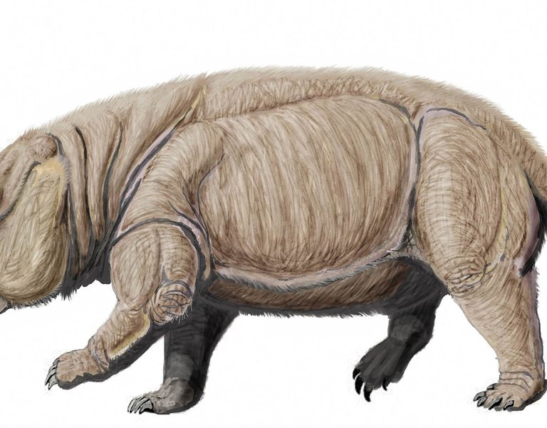 The largest known mammal-like reptile lived in Silesia