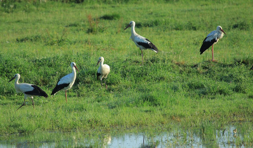 Rushing to the rescue of wild animals