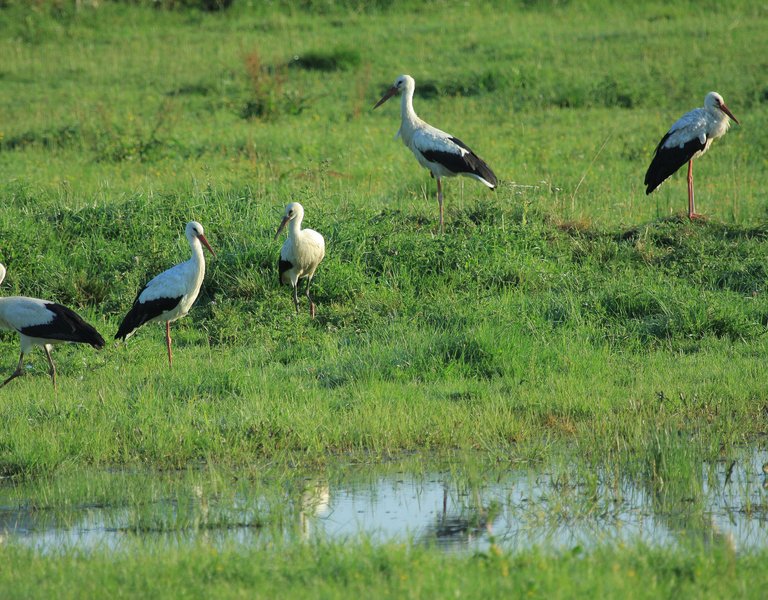 Rushing to the rescue of wild animals