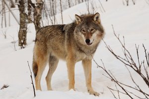 We know more about wolf territories in Poland