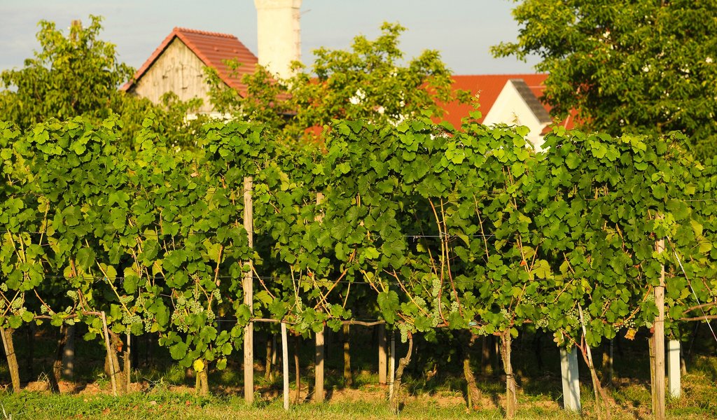 Wine harvest festival starts in Poland’s wine capital