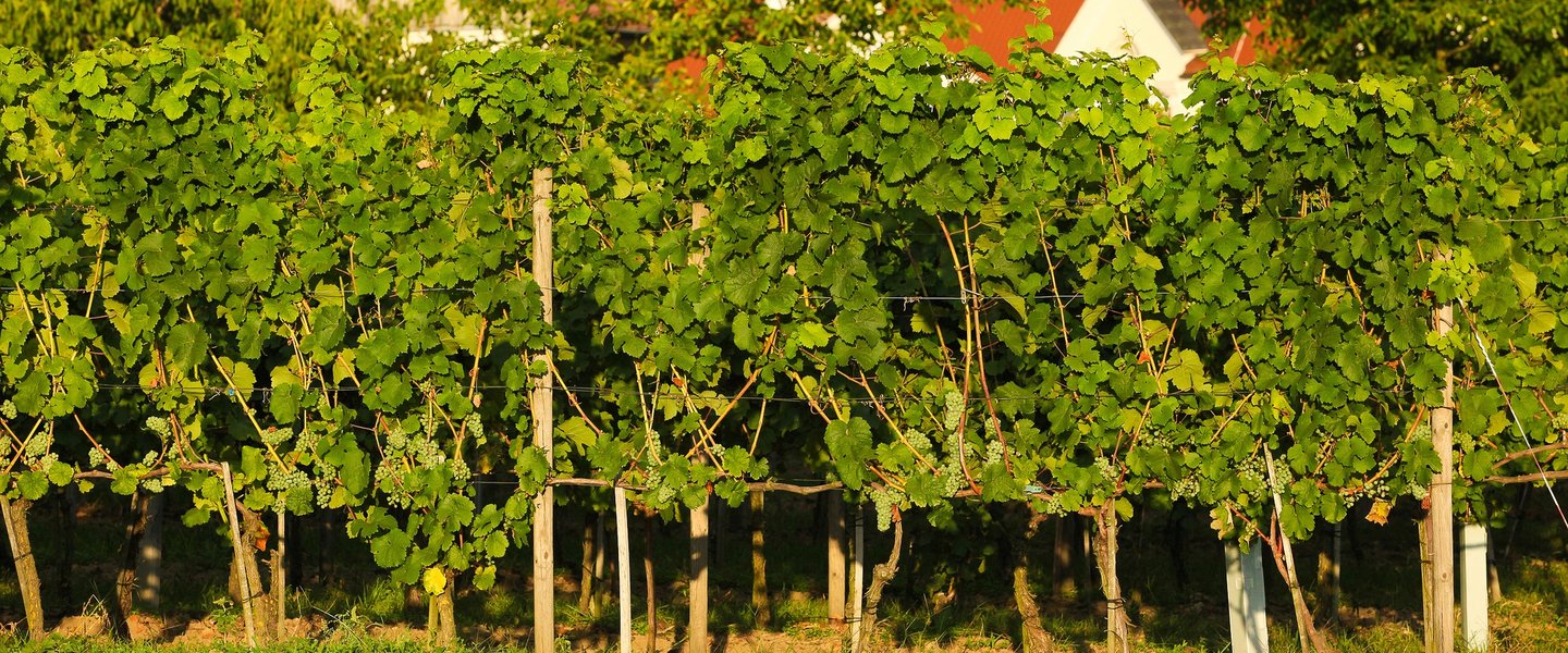 Wine harvest festival starts in Poland’s wine capital