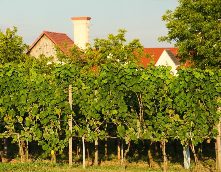 Wine harvest festival starts in Poland’s wine capital