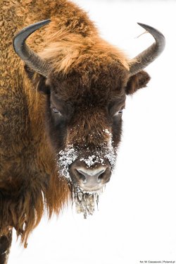 The European bison in Białowieża