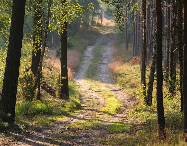 "Bory Tucholskie" National Park