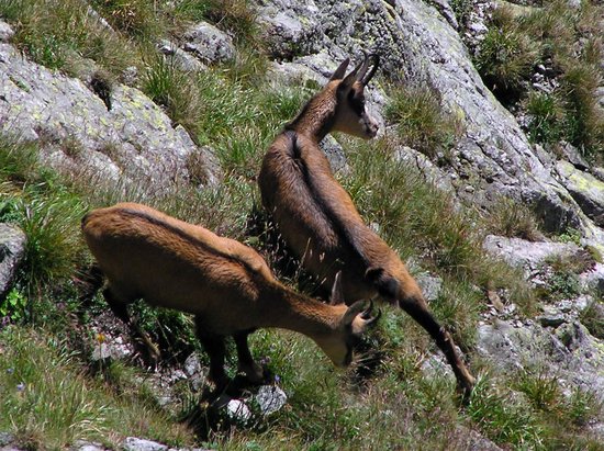 The Tatra Chamois