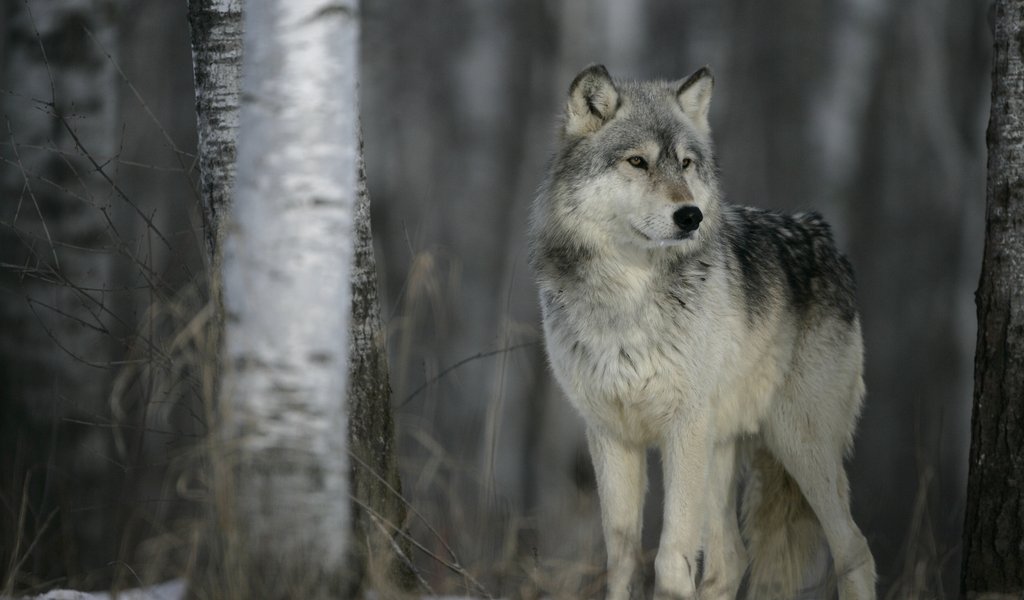 Poland exporting wolves to Germany and Denmark