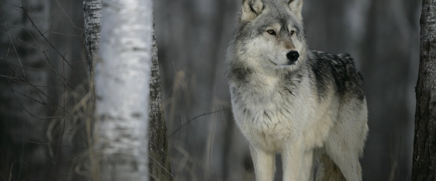 Poland exporting wolves to Germany and Denmark