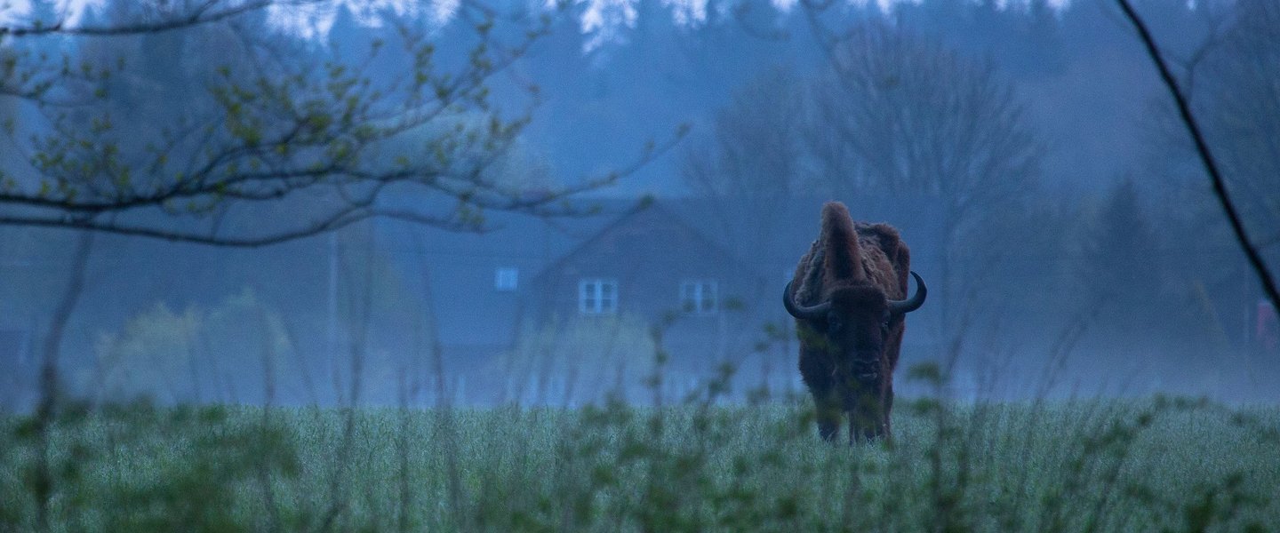 Podkarpackie/ Bieszczady Mountains are home to a growing number of European bison